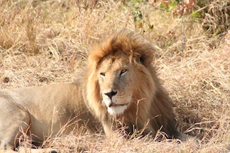 Lion at Mikumi National Park Tanzania 